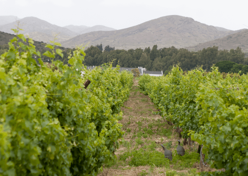 Globus Wine Vineyard Utsikt