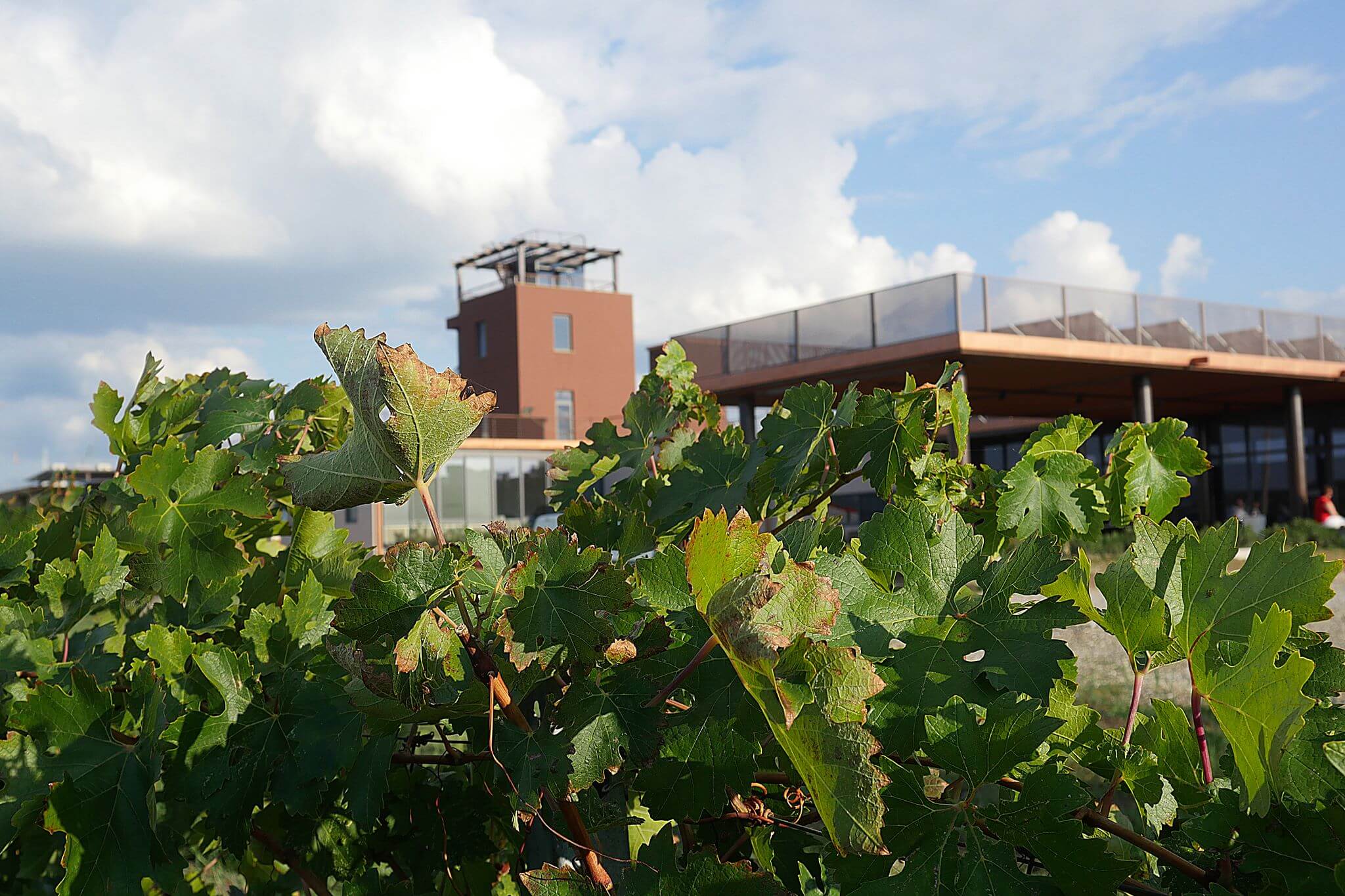 Fattoria Casa Di Terra Cantina-Casa-Di-Terra