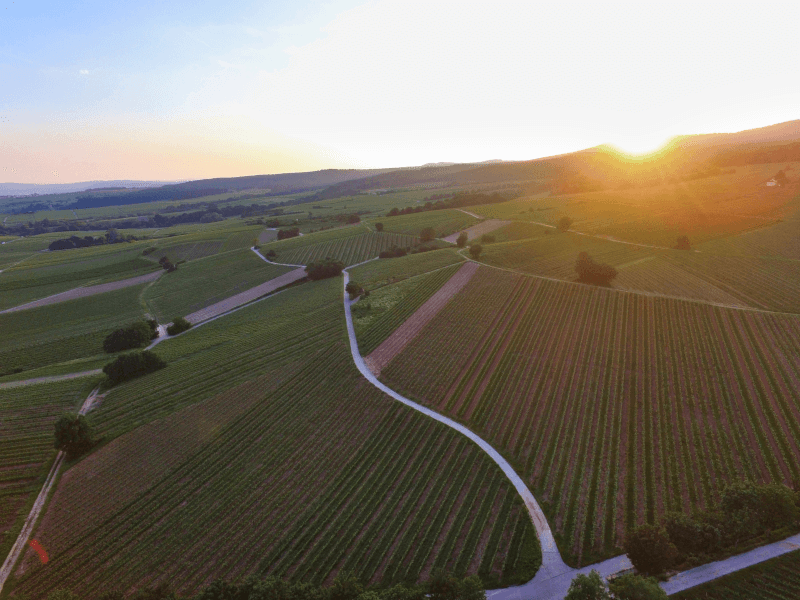Utsikt över vingårdarna på Prinz vingård