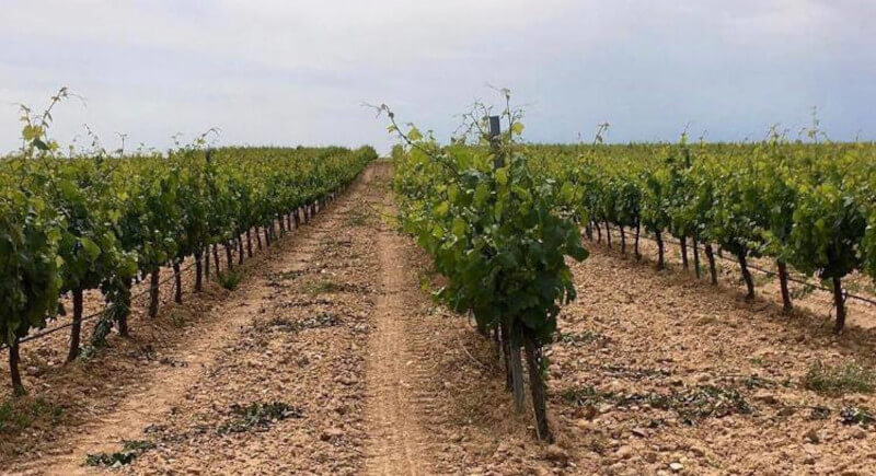 weingut-bodegas_alvarez-y_diez-weinberg-1