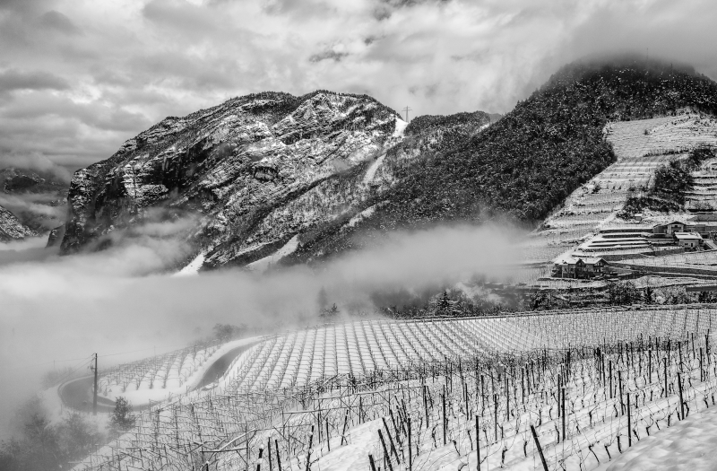 Vinodlingar i Trentino Vinodlingar i Trentino