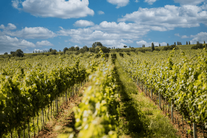 Vingården Anselmann Vinrankor