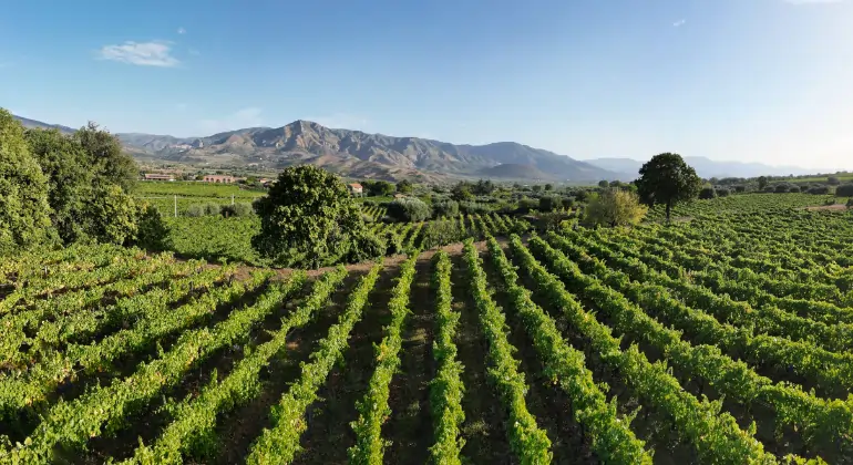 Rosé från hela världen och i alla nyanser – 6x prova-på-paket