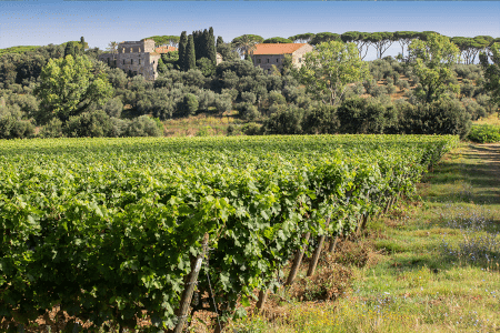 Tenuta Argentiera vingård Tenuta Argentiera vingård