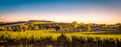 Vingårdar i Bordeaux Vingårdar i Bordeaux