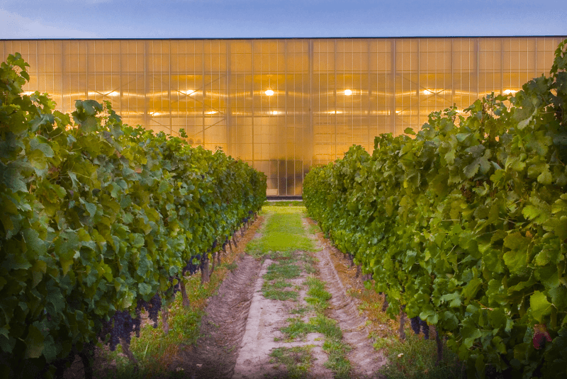 Vina las Ninas vingård