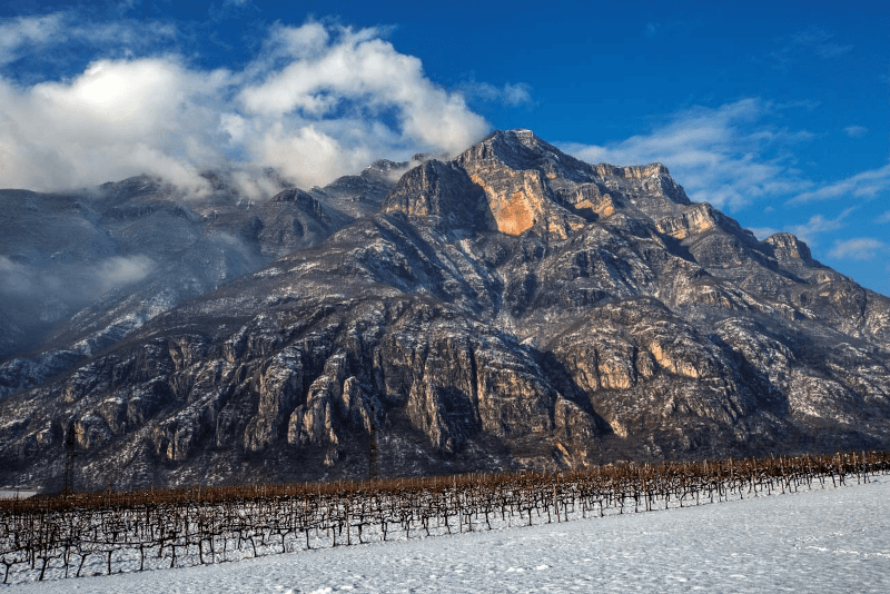 Vingårdarna vid foten av Alperna