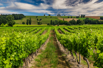 Vinodling i Gascogne