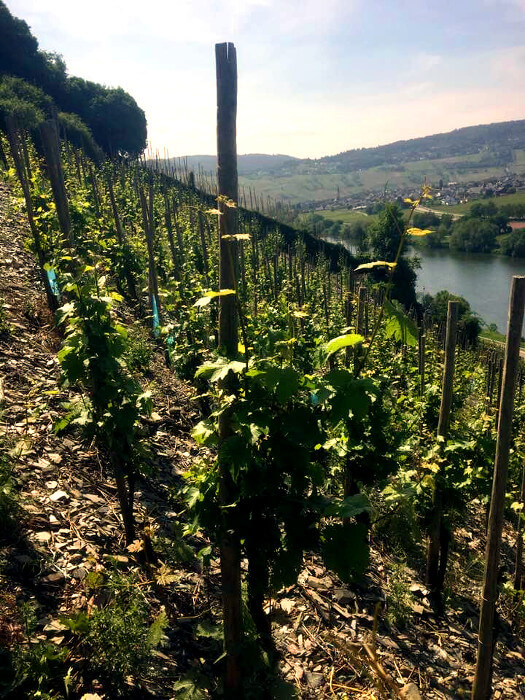 Günter Steinmetz vinodlingar Mosel