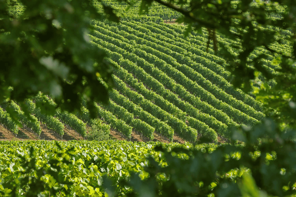 Domaine's vingårdar