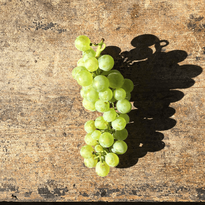 Schätzel's vinstock i solen Schätzel's vinstock i solen