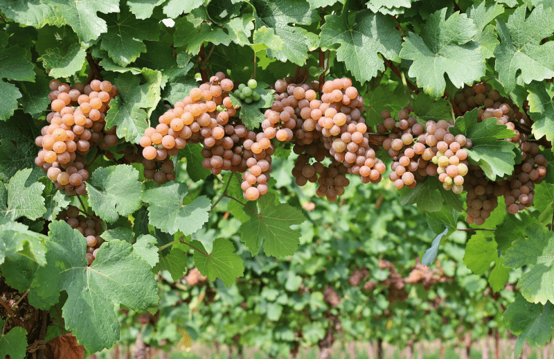 Grauburgunder-Reben