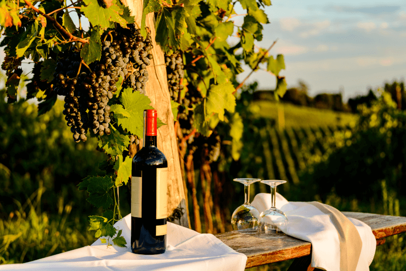 Vinprovning i vinmarken i Chianti, Toscana, Italien