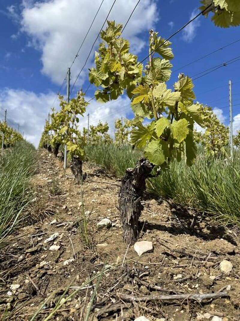 Druvskörd Champagne Barbichon