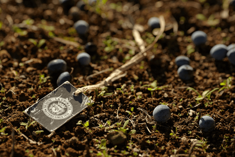 La Chinata stilleben