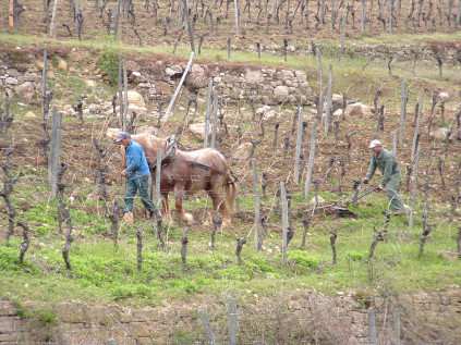 Domaines Schlumbergers Comtois-hästar i arbete