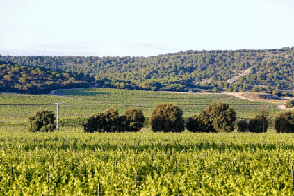 Vingårdar vid Abadia Retuerta