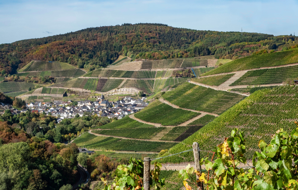 Dernau vingårdar vid Ahr