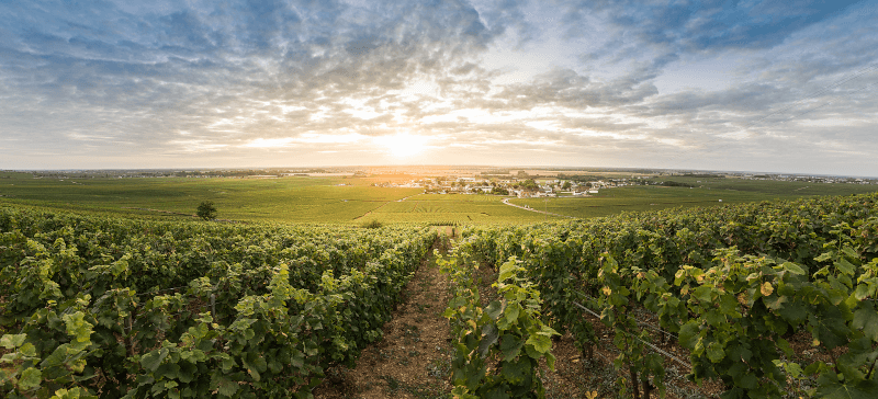 Utsikt över vingårdar nära Vosne-Romanée Utsikt över vingårdar nära Vosne-Romanée