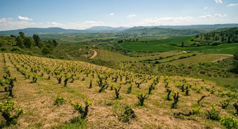 Njutning av rödvin från Navarra – 6x upptäckarpaket