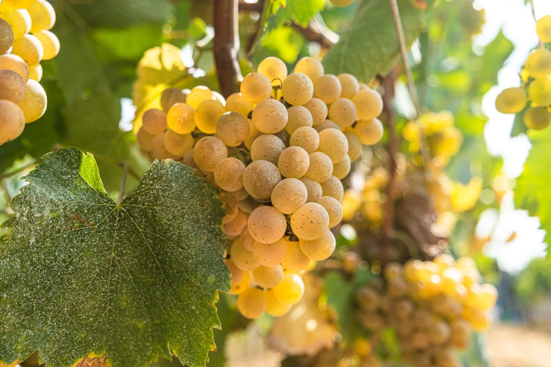 Alvarinho Druva