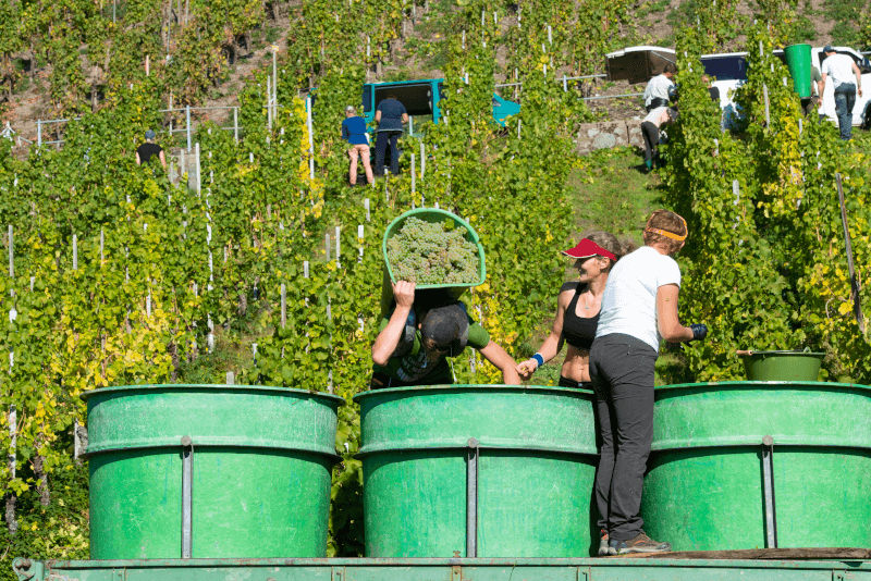 Druvskörd i Mosel