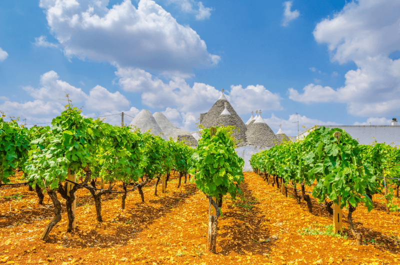 Vinfält med Trulli-hus i Apulien Vinfält med Trulli-hus i Apulien