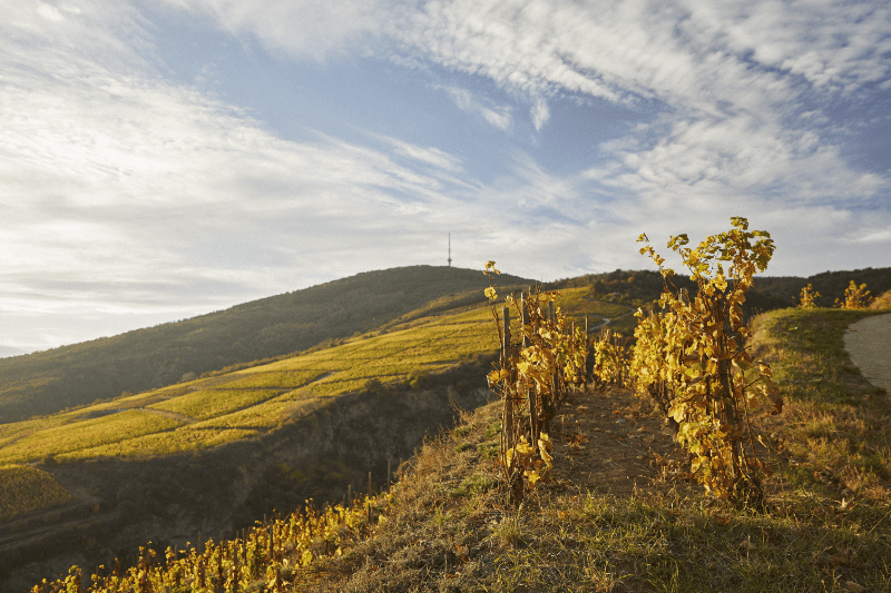 Tokaj sluttning kvällssol Tokaj vingårdar på kvällen