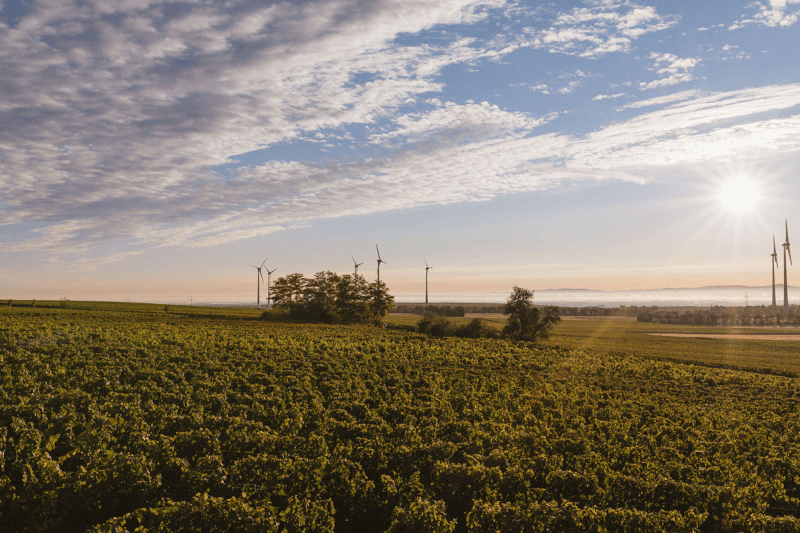 Vingården Lisa Bunn Terroir Vingården Lisa Bunn Terroir
