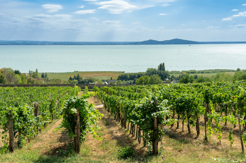 Viner från Balaton - vinrankor vid sjön