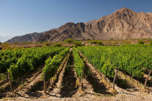 Bodega_Amalaya
