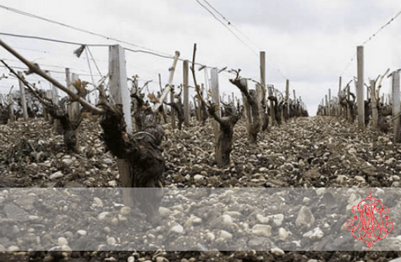 Château Phélan Ségur