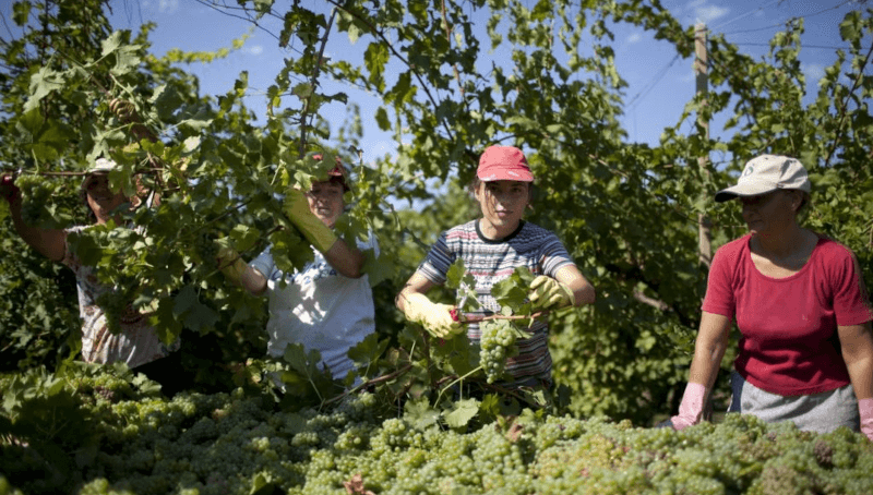 Druvskörd på Viticoltori