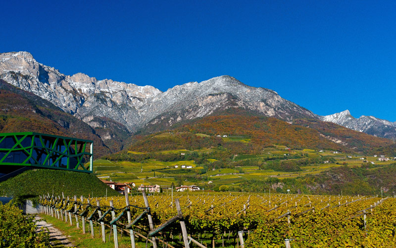 Cantina Tramin vingårdar