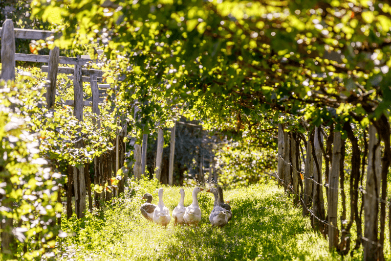 Grönska och djur är en grund för biodynamisk vinodling Grönska och djur är en grund för biodynamisk vinodling