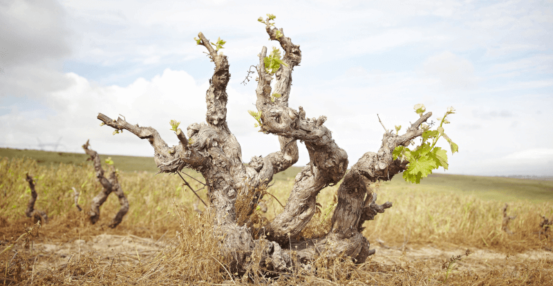 Spice Route Winery Vinrankor i landskapet Spice Route Winery Vinrankor i landskapet