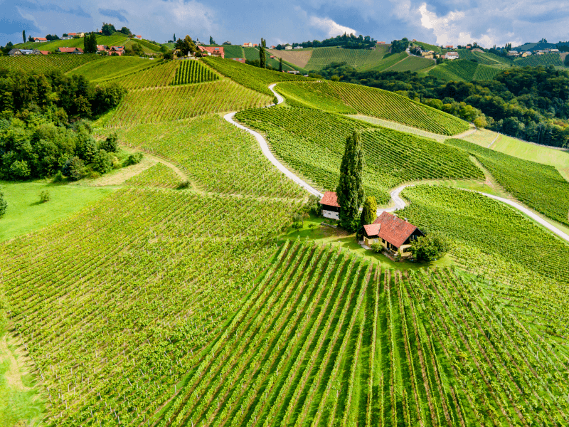 Rumänskt lantvin vingårdar Rumänskt lantvin vingårdar