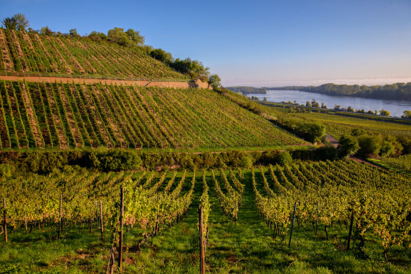 Vingård Georg Gustav Huff