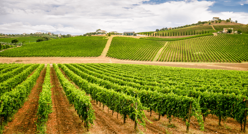 Podravje vingård Podravje vingård