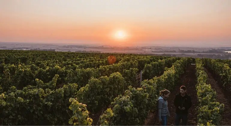 Mångfalden hos vinproducenten Lisa Bunn - 6-pack provpaket