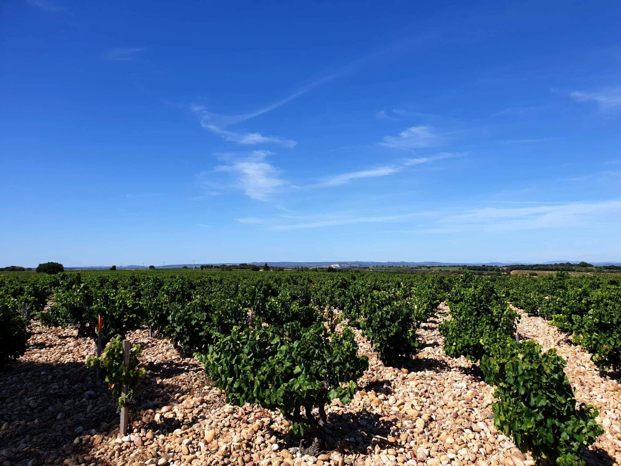 Vingården Maison Bouachon