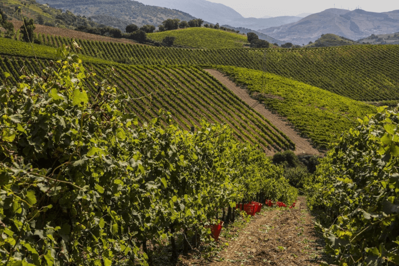 Baglio di Pianetto Vintage Baglio di Pianetto Vintage