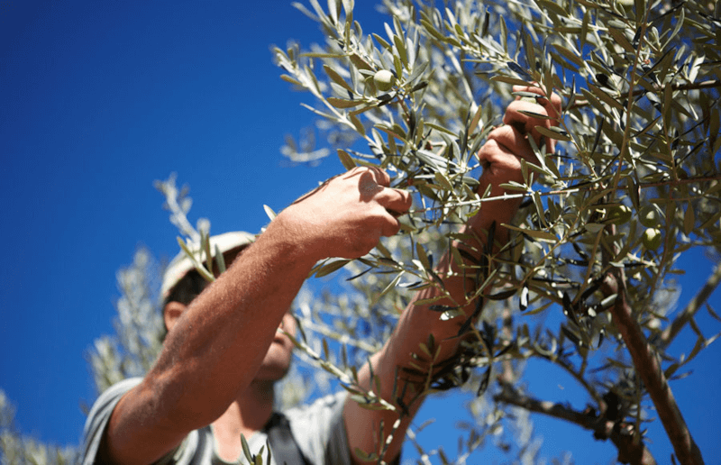 La Chinata olivskörd