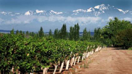Utsikt över vingårdarna till Anderna