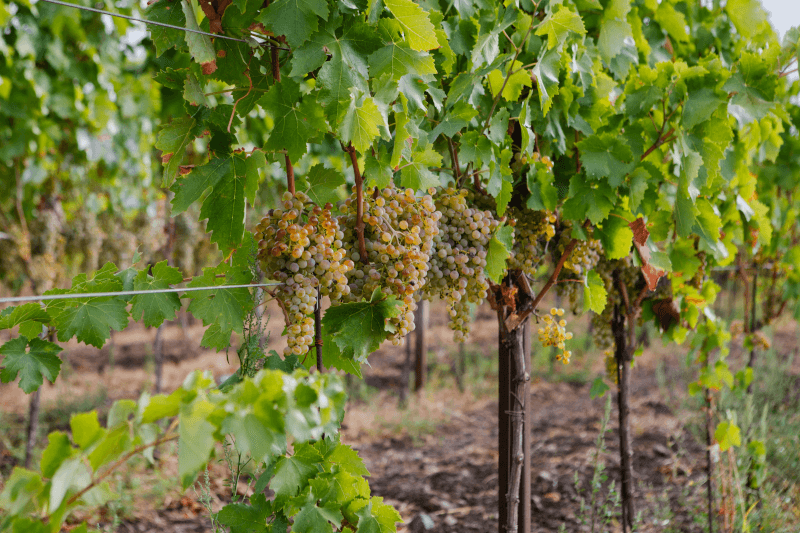 IDDA vindruvor IDDA vindruvor