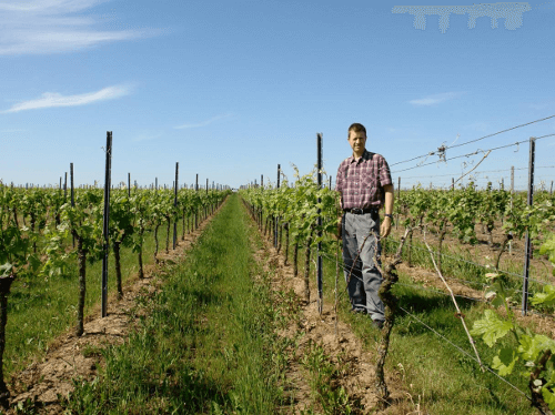 Vinmakaren Alex Groh från Groh Winery