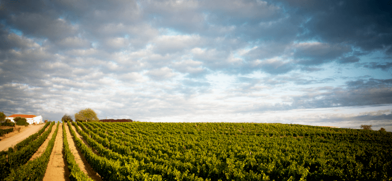 Ramos Pinto vinrankor Ramos Pinto vinrankor