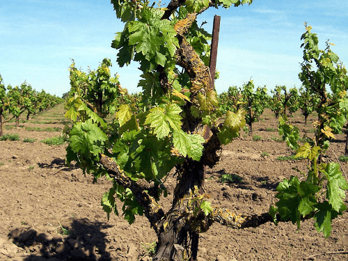 Varumärket: knotiga vinstockar från Gnarly Head